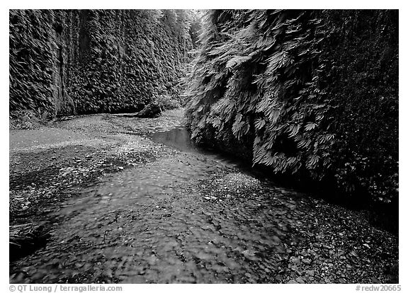 Narrow Fern Canyon with stream and walls covered with ferms, Prairie Creek Redwoods State Park. Redwood National Park (black and white)