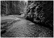 Narrow Fern Canyon with stream and walls covered with ferms,. Redwood National Park, California, USA. (black and white)