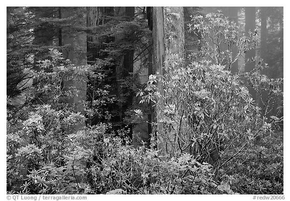 Rhododendrons in coastal redwood forest with fog. Redwood National Park, California, USA.