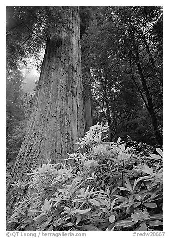 Rhododendron flowers at  base of large redwood tree. Redwood National Park, California, USA.