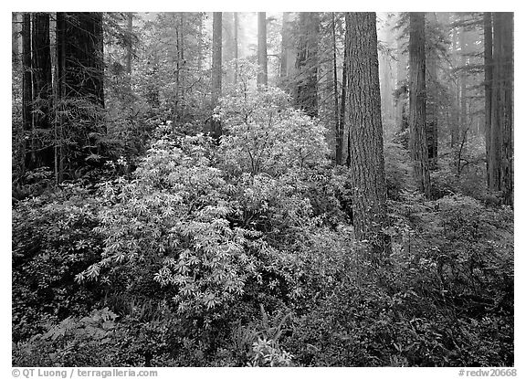 Rododendrons in bloom in redwood grove, Del Norte. Redwood National Park, California, USA.