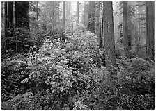 Rododendrons and redwoods, Del Norte. Redwood National Park ( black and white)