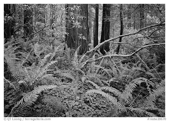 Ferms and trees in  spring, Del Norte Redwoods State Park. Redwood National Park (black and white)