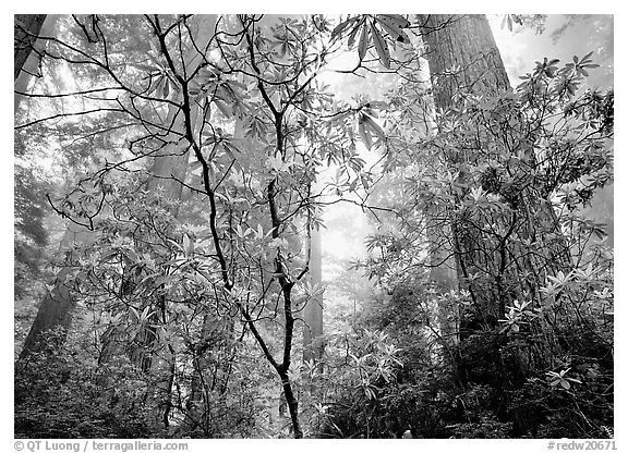 Looking up forest with fog and rododendrons. Redwood National Park, California, USA.