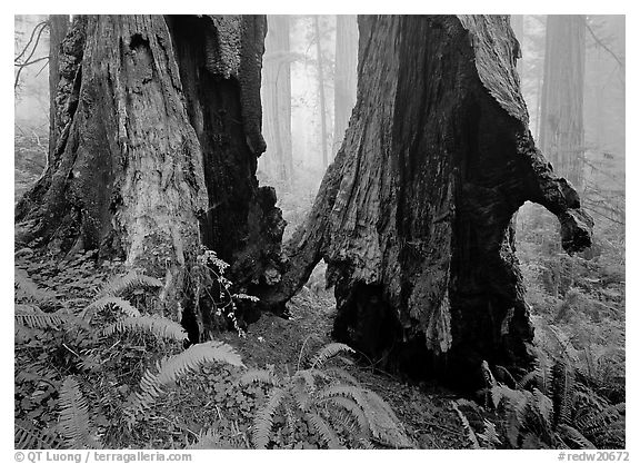 Hollowed redwood in fog, Del Norte. Redwood National Park, California, USA.