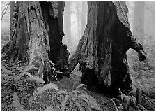 Hollowed redwood in fog, Del Norte. Redwood National Park, California, USA. (black and white)