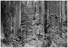 Old-growth redwood forest, Howland Hill. Redwood National Park, California, USA. (black and white)