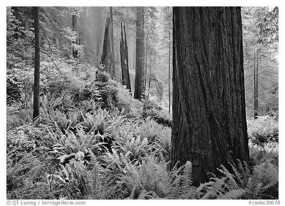 Ferns and trunks, foggy forest, Del Norte Redwoods State Park. Redwood National Park (black and white)