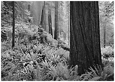 Ferns and trunks, foggy forest, Del Norte. Redwood National Park, California, USA. (black and white)