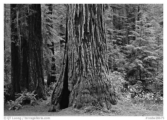 Base of gigantic redwood trees (Sequoia sempervirens), Prairie Creek. Redwood National Park, California, USA.