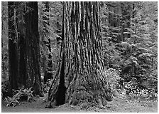 Base of gigantic redwood trees (Sequoia sempervirens), Prairie Creek. Redwood National Park, California, USA. (black and white)