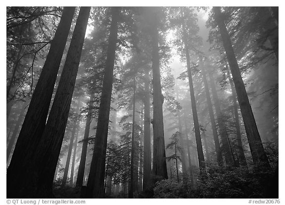 Tall redwood trees in fog, Lady Bird Johnson grove. Redwood National Park (black and white)