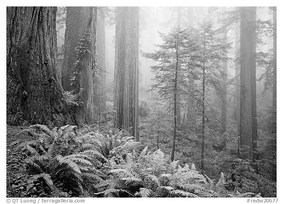 Ferns,  redwoods, and fog, Del Norte. Redwood National Park (black and white)