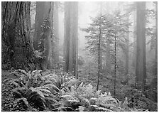 Ferns,  redwoods, and fog, Del Norte. Redwood National Park ( black and white)