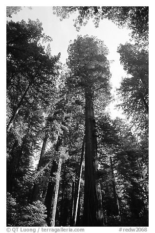 Towering redwoods, Lady Bird Johnson grove. Redwood National Park (black and white)