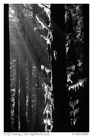 Moss and backlighted branches. Redwood National Park, California, USA.