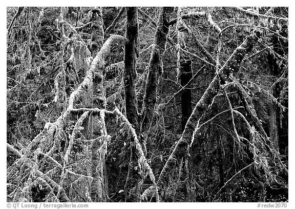 Alder and mosses. Redwood National Park (black and white)