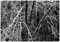 Alder and mosses. Redwood National Park, California, USA. (black and white)