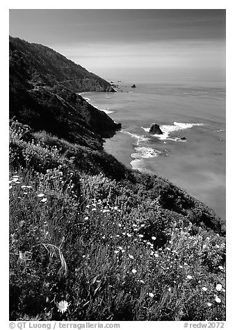 Wildflowers and Enderts Beach. Redwood National Park, California, USA.