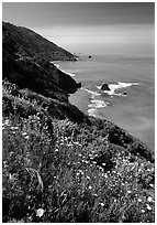 Wildflowers and Enderts Beach. Redwood National Park, California, USA. (black and white)