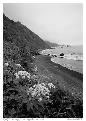 Wildflowers and beach with black sand in foggy weather, Del Norte Coast Redwoods State Park. Redwood National Park (black and white)
