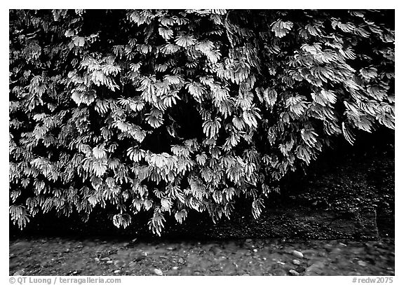 Fern-covered wall, Fern Canyon. Redwood National Park, California, USA.