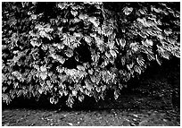 Fern-covered wall, Fern Canyon. Redwood National Park, California, USA. (black and white)