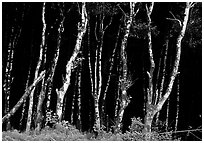 Light Trees near Fern Canyon. Redwood National Park, California, USA. (black and white)