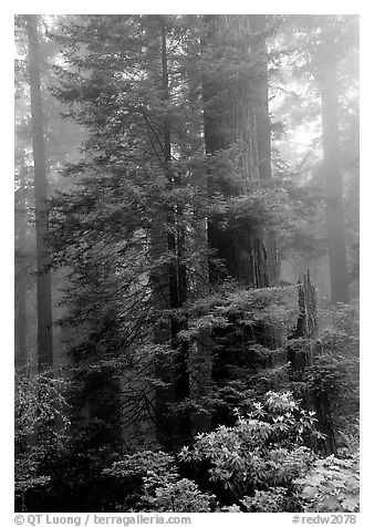 Large redwood trees in fog, with rododendrons at  base, Del Norte. Redwood National Park, California, USA.