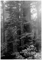 Large redwood trees in fog, with rododendrons at  base, Del Norte. Redwood National Park, California, USA. (black and white)
