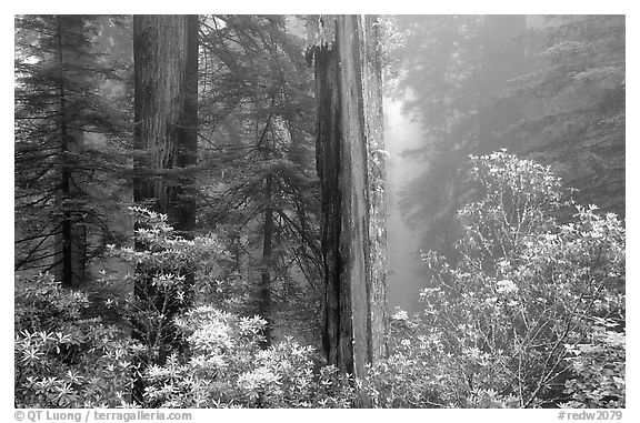 Rododendrons and redwood grove in fog, Del Norte Redwoods State Park. Redwood National Park (black and white)