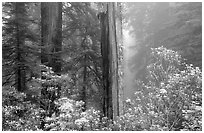 Rododendrons and redwood grove in fog, Del Norte. Redwood National Park, California, USA. (black and white)