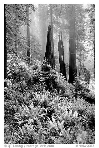 Ferns, burned redwood trees, and fog, Del Norte. Redwood National Park, California, USA.