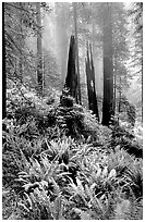 Ferns, burned redwood trees, and fog, Del Norte. Redwood National Park, California, USA. (black and white)