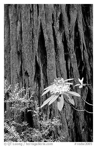 Rhodoendron flower and redwood trunk close-up. Redwood National Park, California, USA.