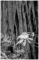 Rhodoendron flower and redwood trunk close-up. Redwood National Park, California, USA. (black and white)