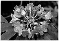 Rhodoendron flower close-up. Redwood National Park, California, USA. (black and white)