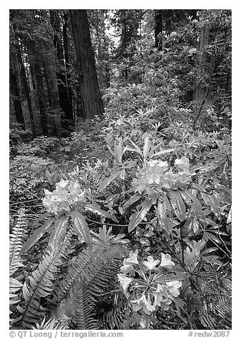 Rhodoendron flowers after  rain, Del Norte. Redwood National Park, California, USA.