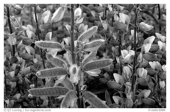 Lupine close-up. Redwood National Park, California, USA.