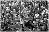 Lupine close-up. Redwood National Park ( black and white)