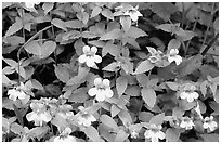 Close-up of yellow wildflowers. Redwood National Park ( black and white)