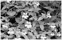 Close-up of yellow wildflowers. Redwood National Park, California, USA. (black and white)