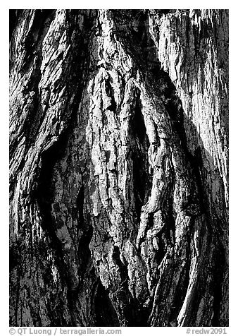 Redwood bark close-up. Redwood National Park (black and white)