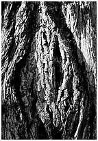 Redwood bark close-up. Redwood National Park, California, USA. (black and white)