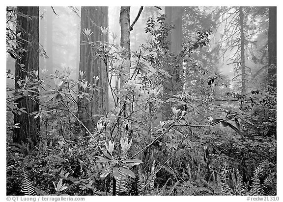 Rododendrons, redwoods, and fog, Lady Bird Johnson Grove. Redwood National Park, California, USA.