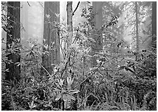 Rododendrons, redwoods, and fog, Lady Bird Johnson Grove. Redwood National Park, California, USA. (black and white)