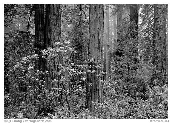 Rododendrons, redwoods, and fog, Del Norte. Redwood National Park, California, USA.