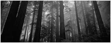 Tall forest in mist, Lady Bird Johnson Grove. Redwood National Park (Panoramic black and white)