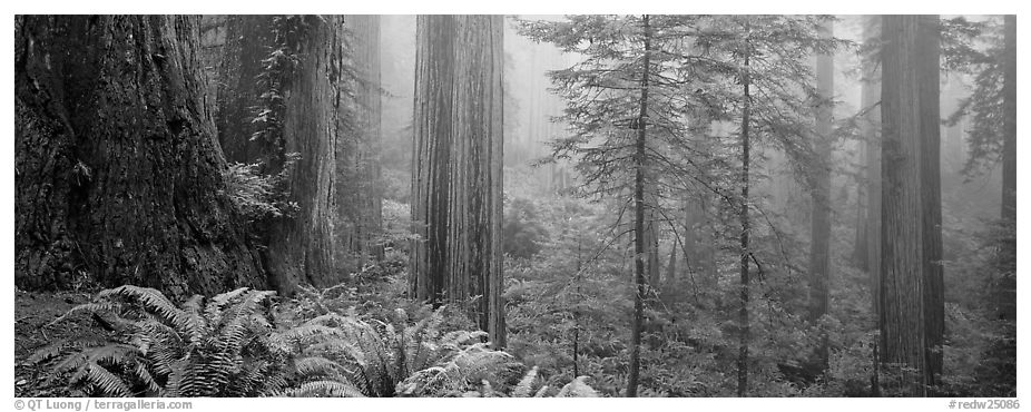 Ferns and trees in fog. Redwood National Park (black and white)