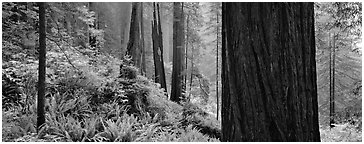 Misty forest and ferns. Redwood National Park (Panoramic black and white)